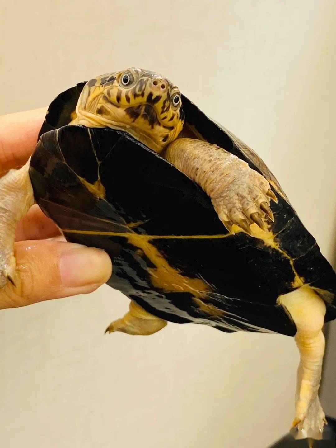 最近比较火的一个品种黑森侧颈龟你了解多少墨西哥蛋龟封面