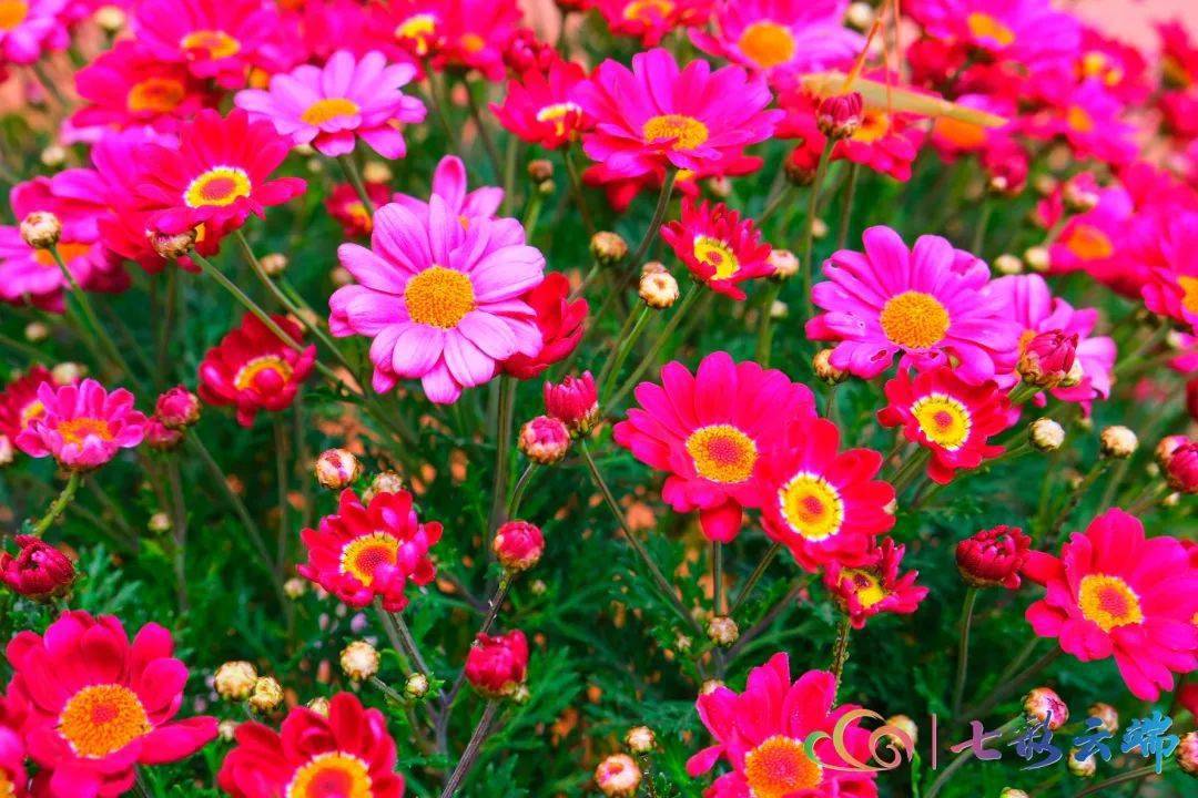 又是一年春来到香格里拉百花闹