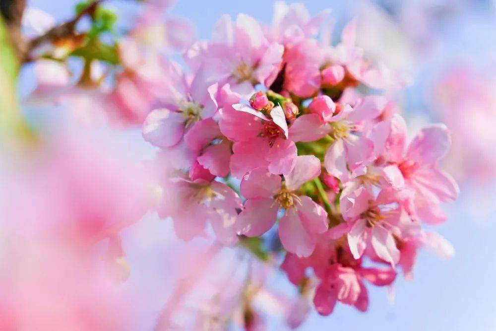 约起石排的花开了绝佳观花景点有这几个