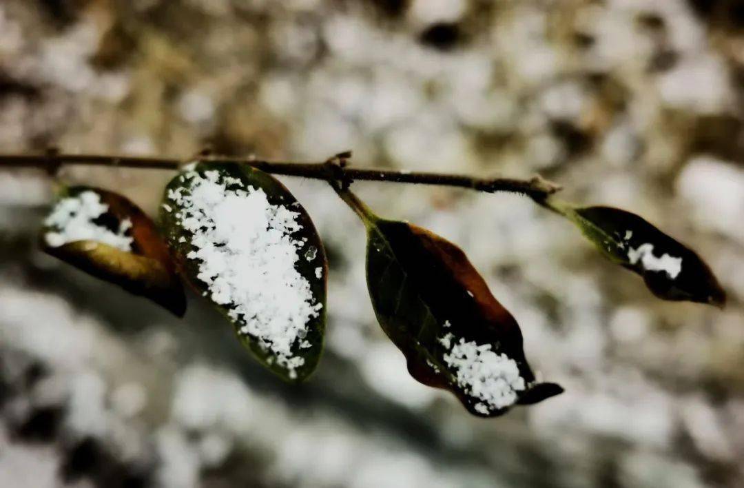 膠州喜迎牛年第一場雪這場雪與眾不同的地方你發現了嗎