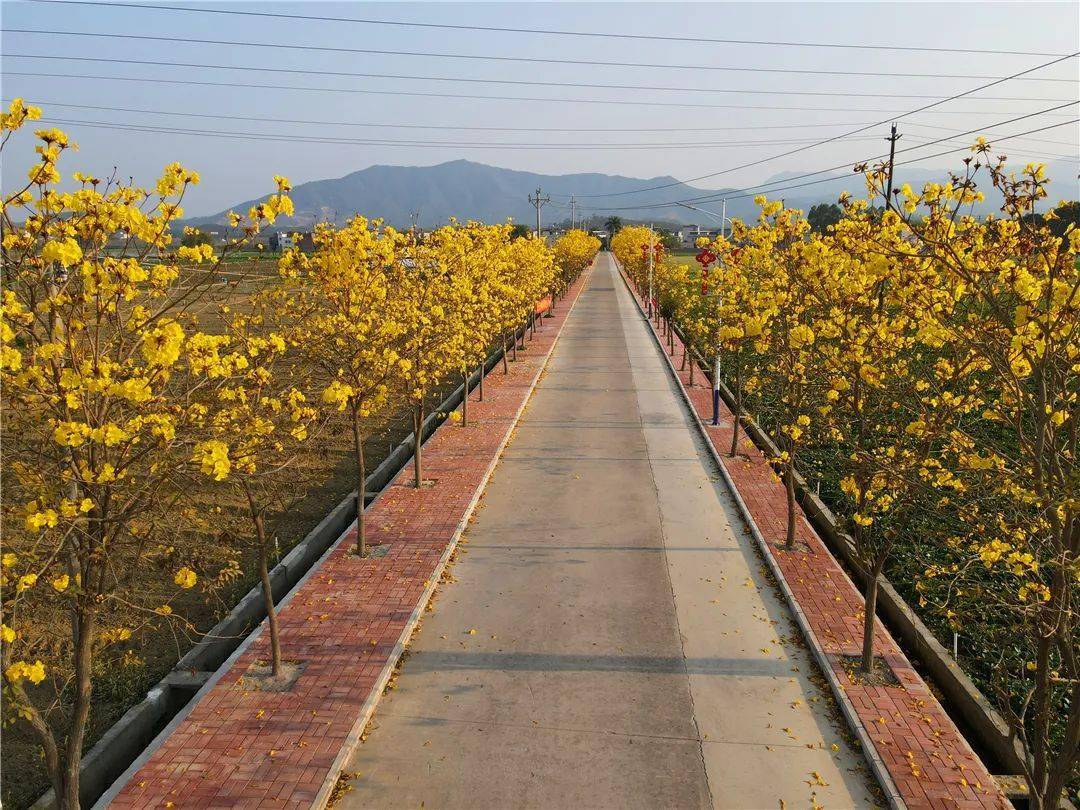 柏塘农村美了花儿开了村民笑了游客来了