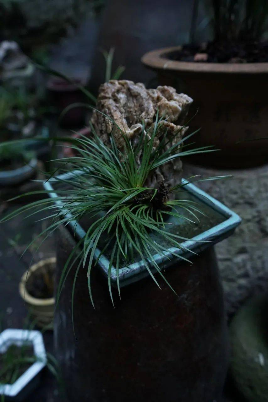 2020冬季养菖蒲兰花的深刻教训