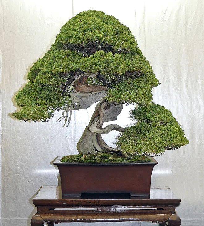 国外盆景展会精品欣赏