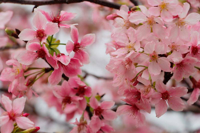 赏樱无需出远门，“广州樱”春日里绽放