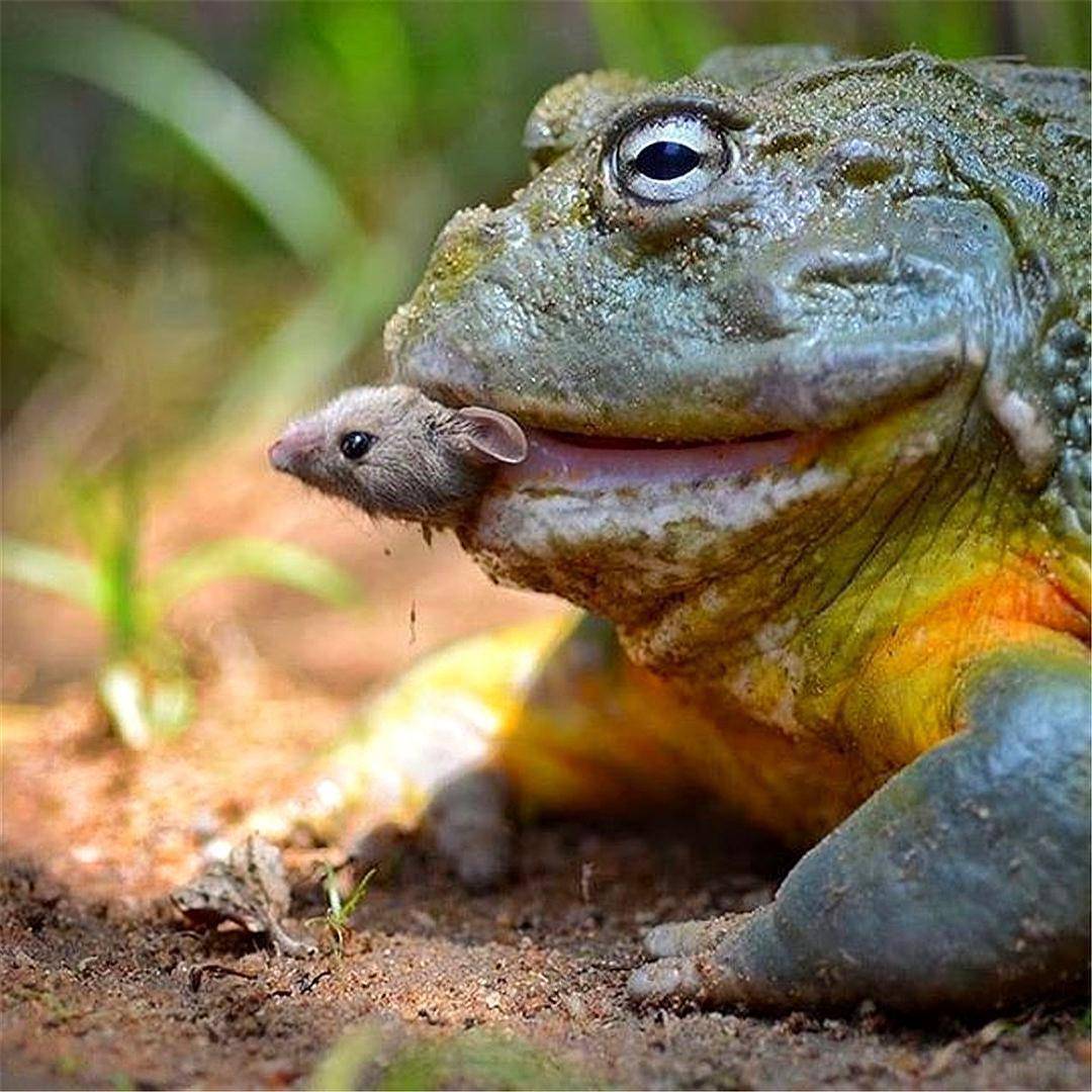 多数人很难想象,一只青蛙在吞咽和自身差不多大的老鼠或蜥蜴时的场景
