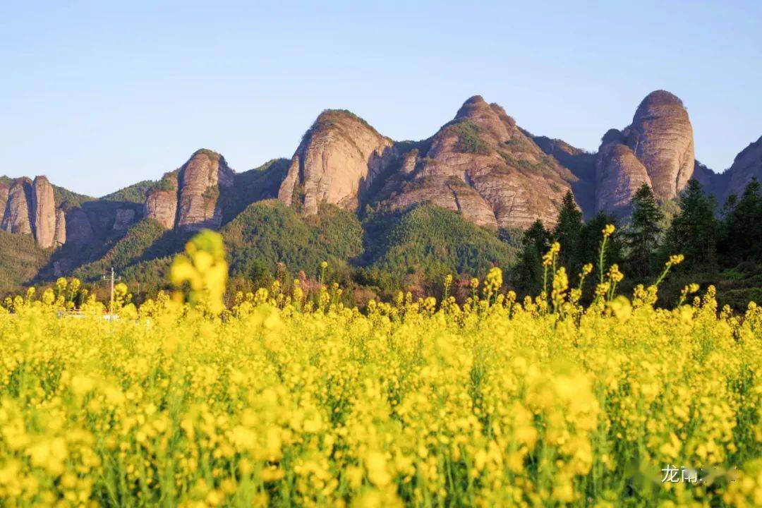 龙南最美油菜花大比拼你最中意哪个