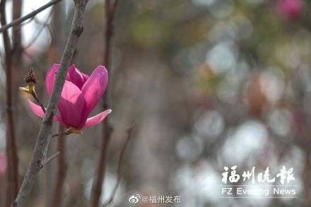 福州动物园水鸟印证“春江水暖” ，玉兰花争相开放