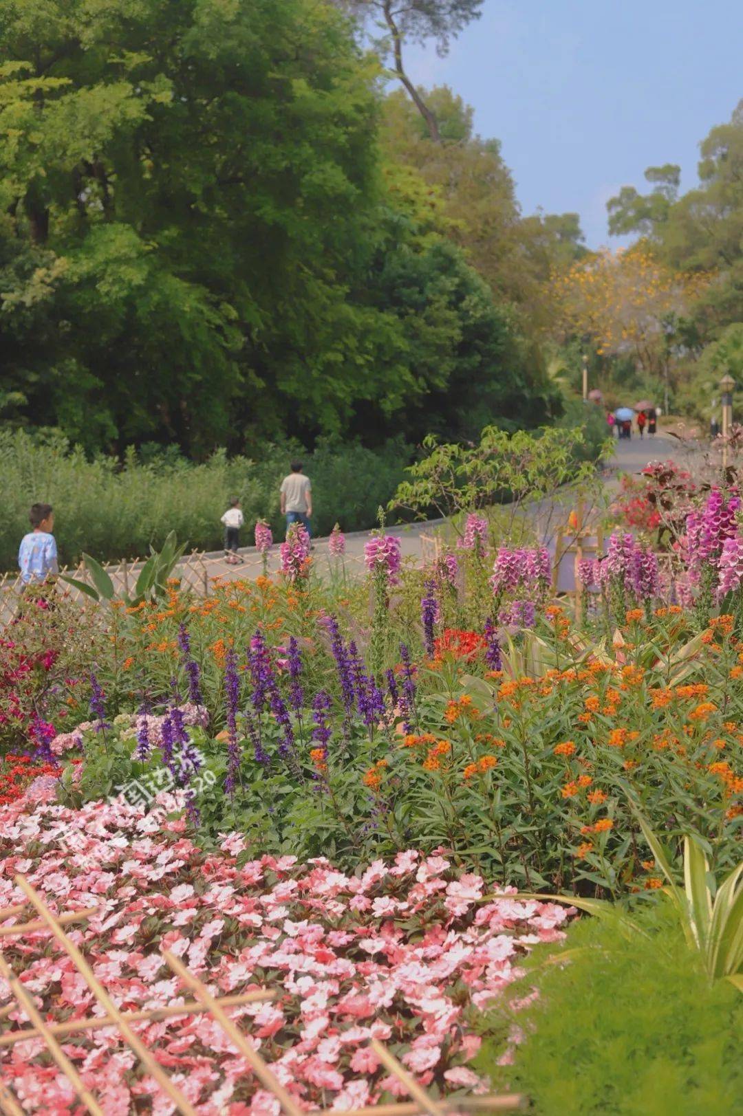 南宁藏了超美的“莫奈花园”，鹅黄、奶白、粉红、紫红…赶紧去！
