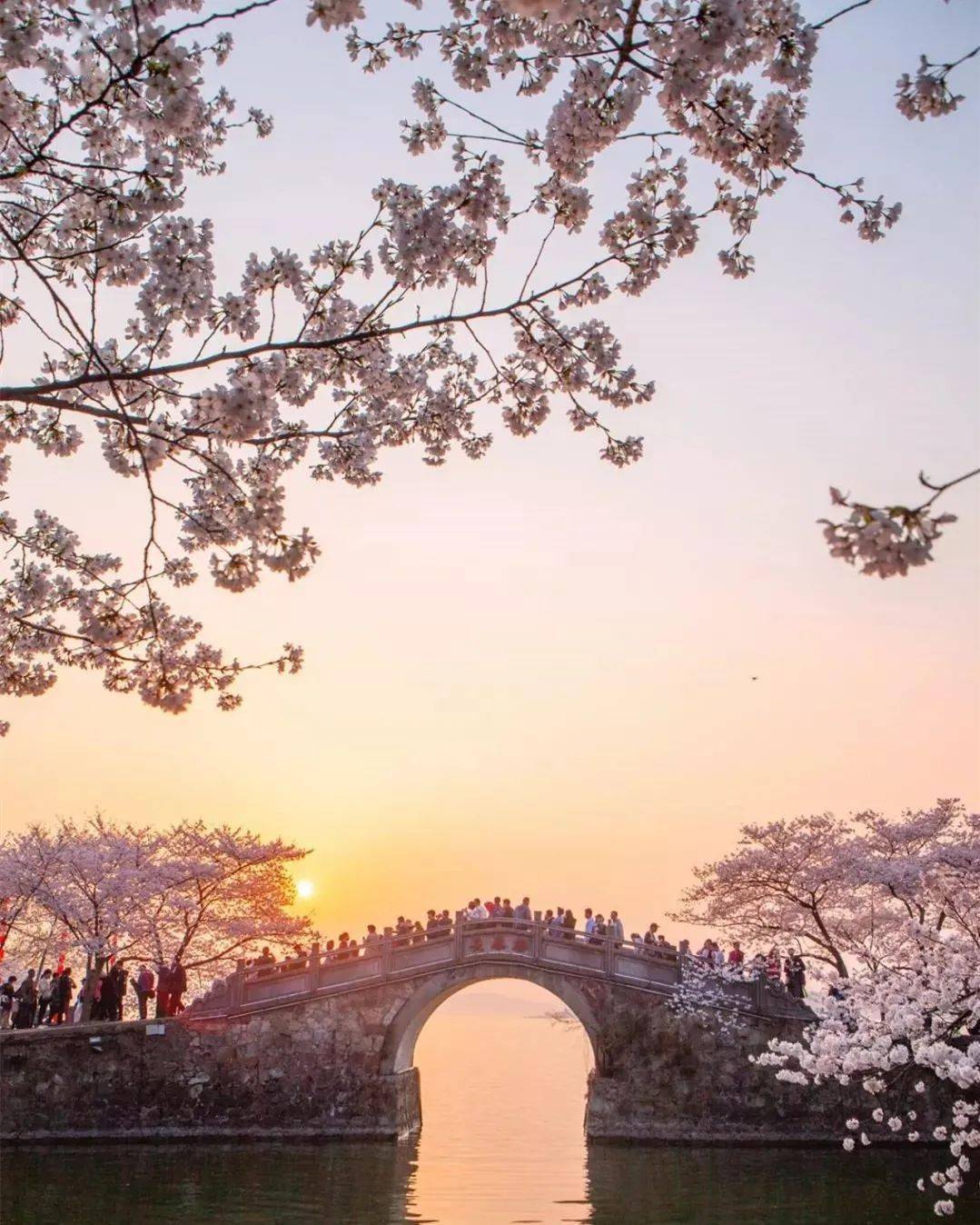 樱为有你而更精彩2021鼋头渚赏樱花自驾游
