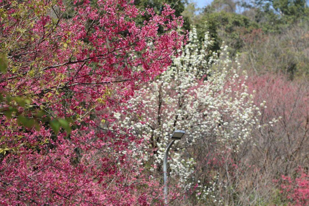 驱车来到樱花谷停车场又是一年春来到,紫云岩上的樱花开得怎么样了?
