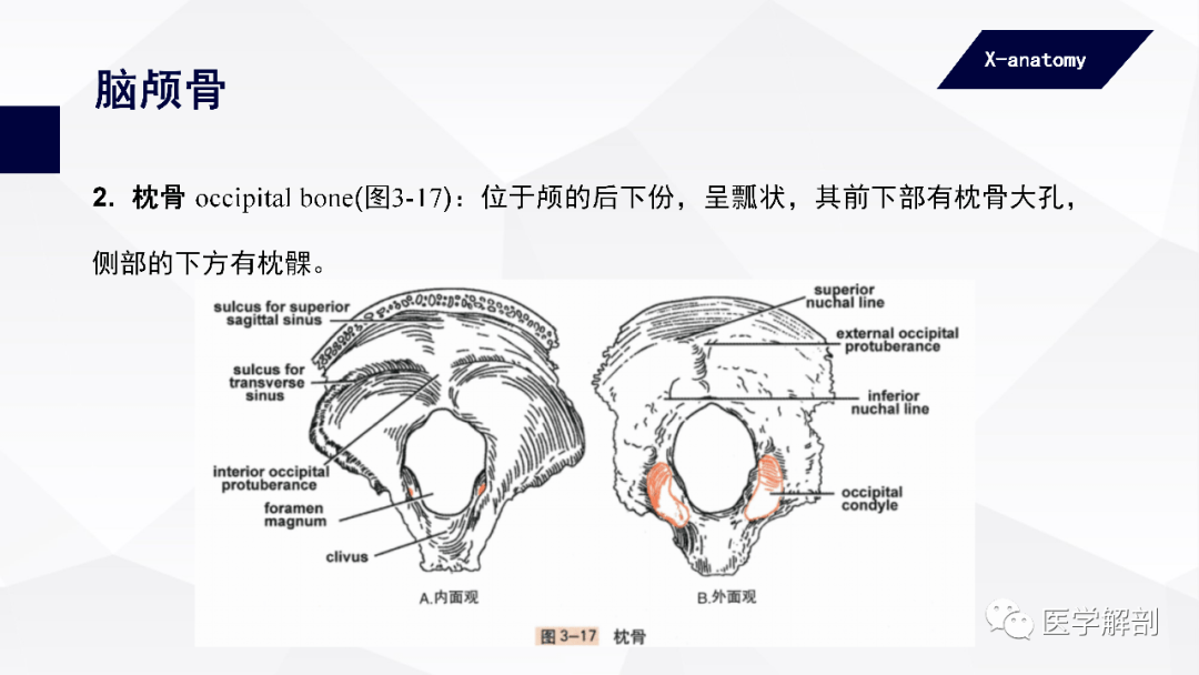 人體解剖學:中軸骨及其連結 | 顱骨(一)_醫學