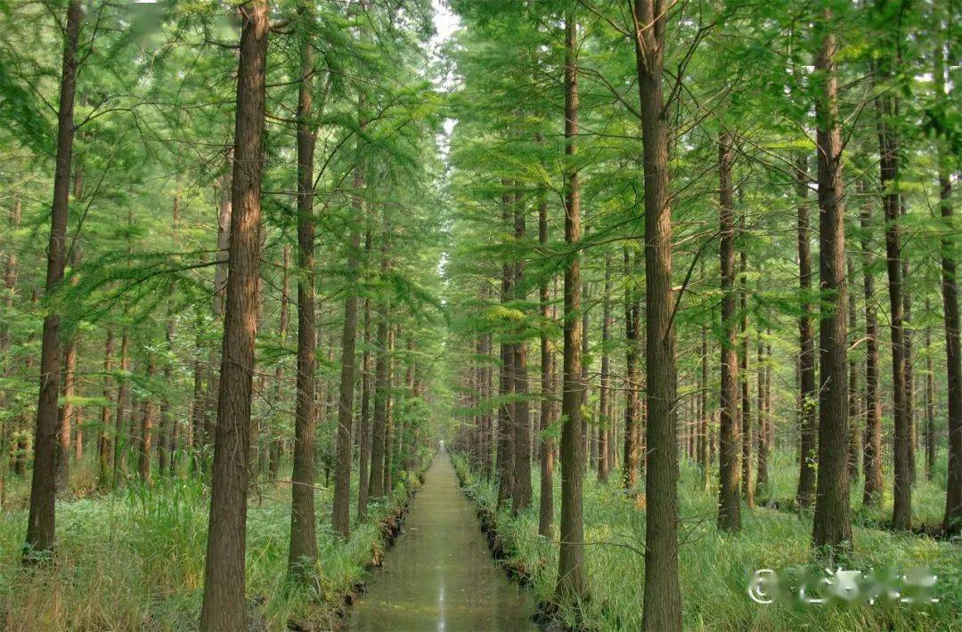 乔木林森林由乔木林,竹林,特殊灌木林组成.q1 森林包括哪些