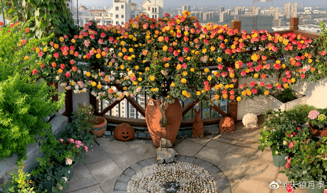 团购丨春天爆花的月季花墙,8个品种任挑选,团购价78元起顺丰包邮