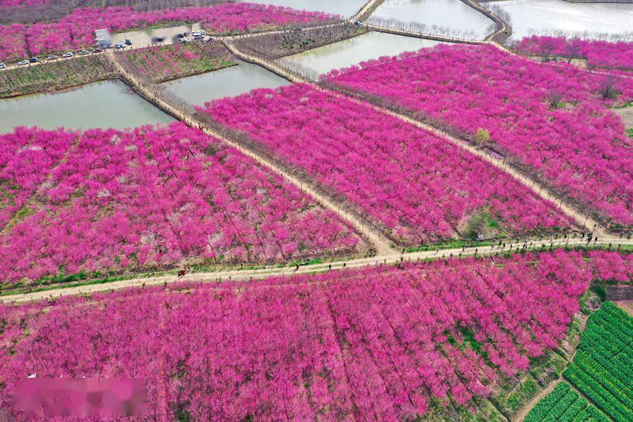 安徽合肥：千亩梅花红遍 春日气息扑面