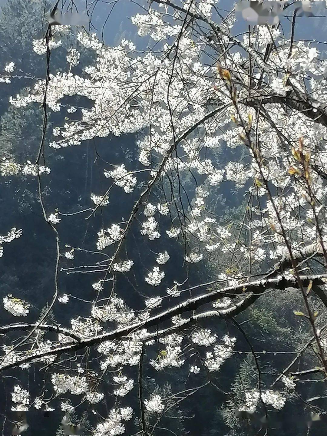 野樱花开，龙山春天到来~