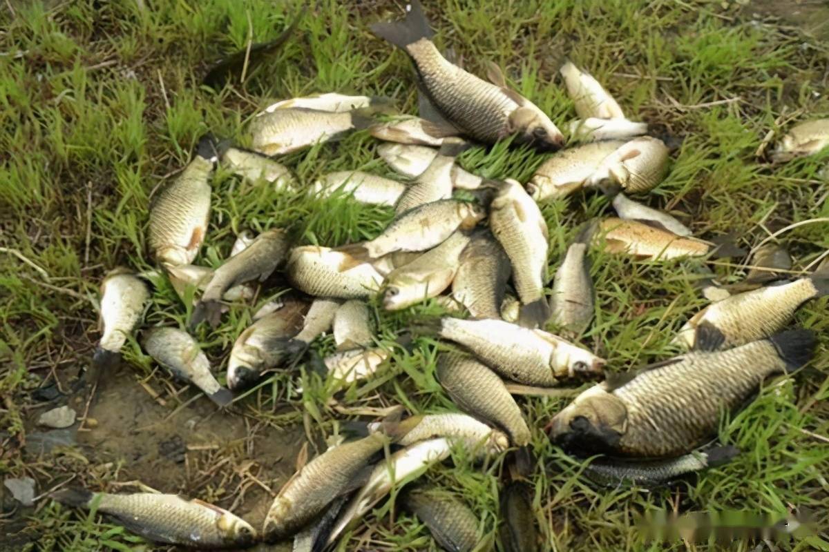 春天钓鲫鱼钓位选择5要诀这些位置鱼成群大鲫鱼也能连竿上