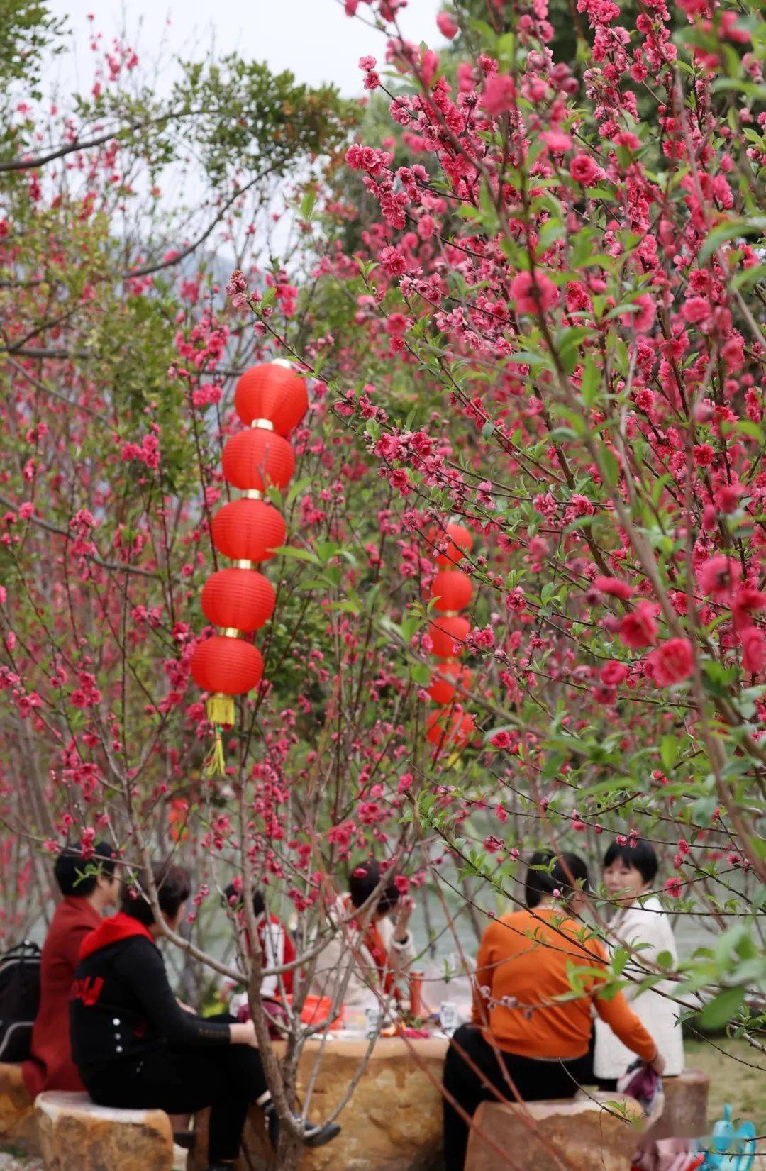 美呆了泉州西湖桃花岛千株桃花首度迎客