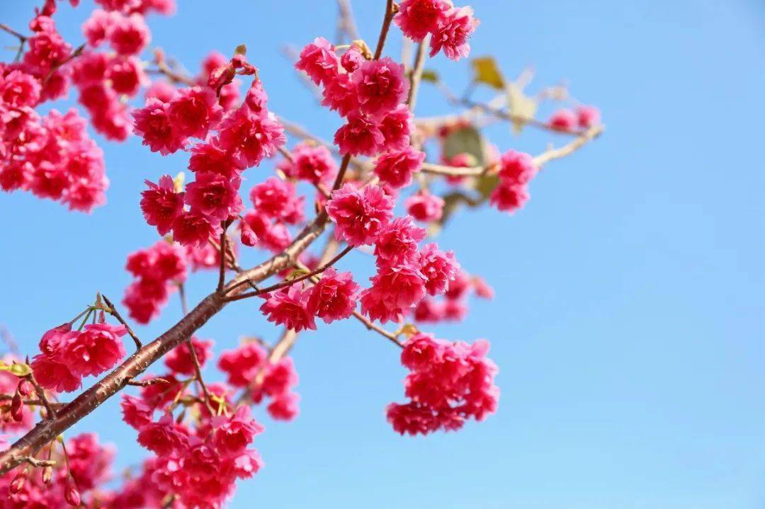 漳州港樱花如约而至