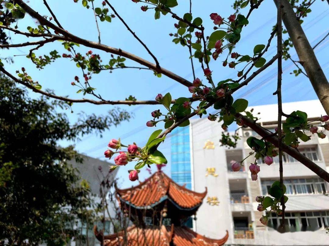 开学倒计时古蔺中学2021年春期开学须知