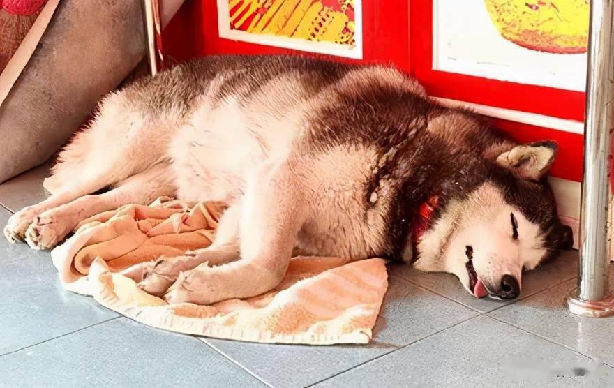 珠宝店被持枪抢劫,二哈却在一旁睡得十分香甜,网友:它在第五层