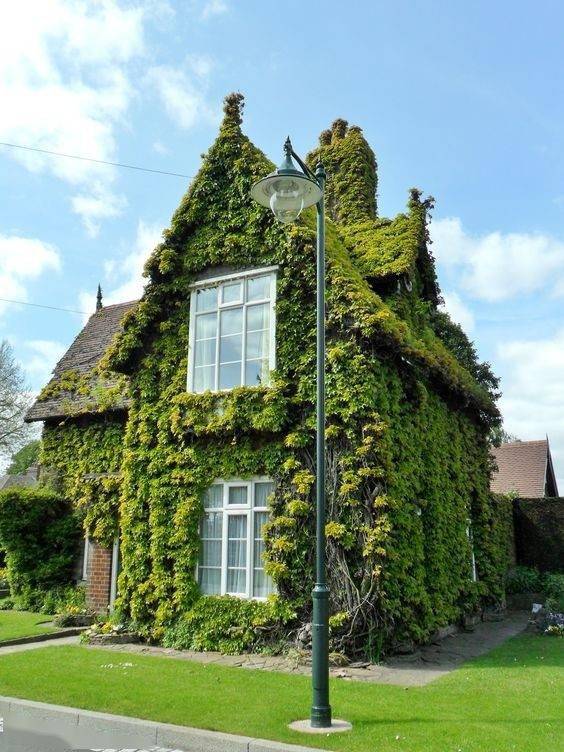 真的好想住这种房子,外墙被绿植包围,一年四季绿意盎然,很养眼