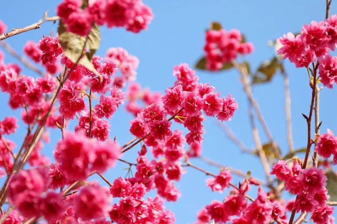漳州港樱花如约而至