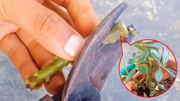 沙漠玫瑰剪下一节简单的操作扦插沙漠玫瑰喜欢这花的快试试