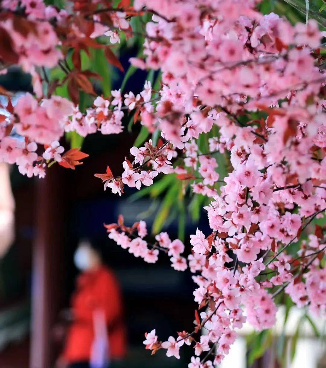 喜上 梅 梢 梅 你不行 红叶谷播种希望 春暖花开 景区