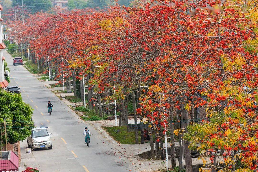 虽说木棉花随处可见可唯有这条红绵大道最是壮观