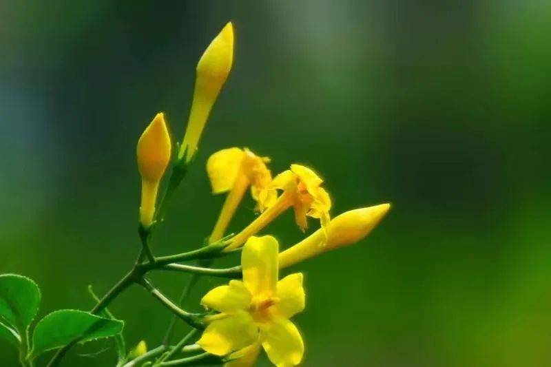 迎春花木小常识