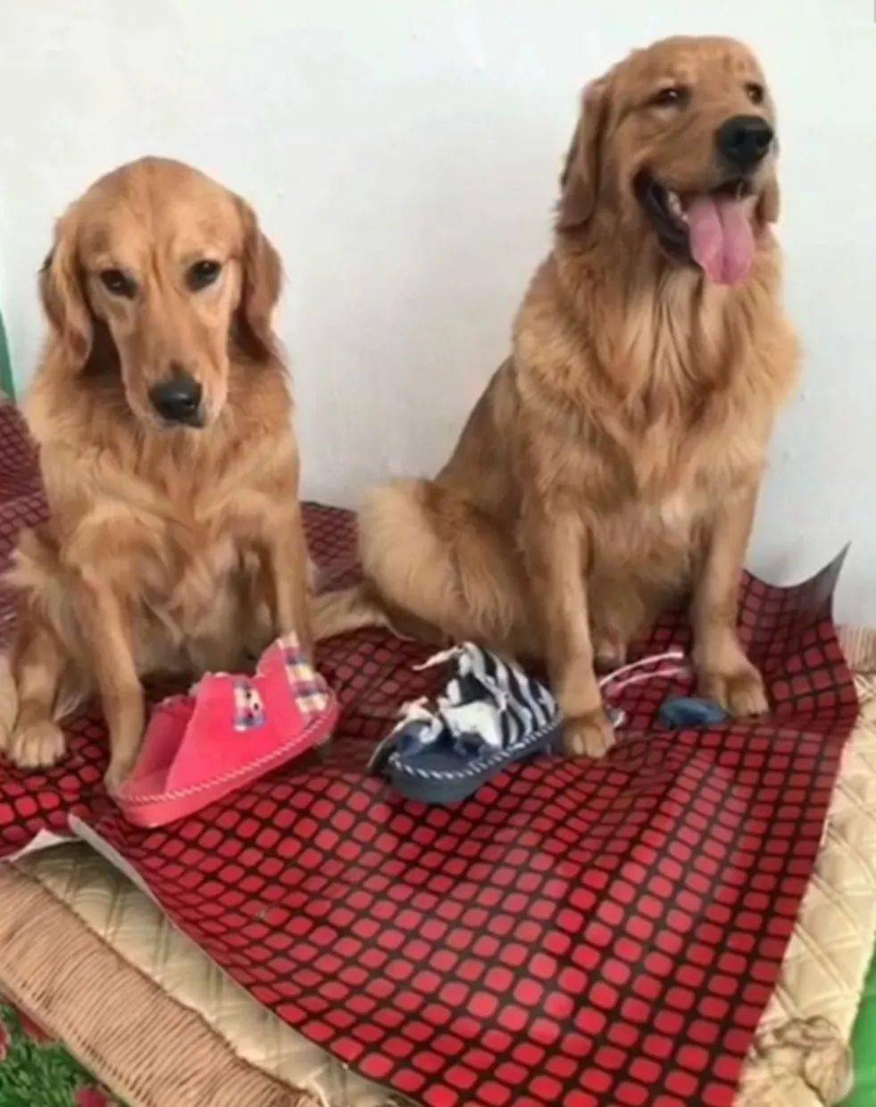 两只金毛咬坏拖鞋被罚站主人在一旁教育脚上装备简直亮眼