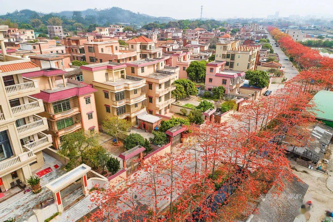 清城区龙塘镇,这是一个拥有二千多人的大村庄,村庄前面的红棉大道足