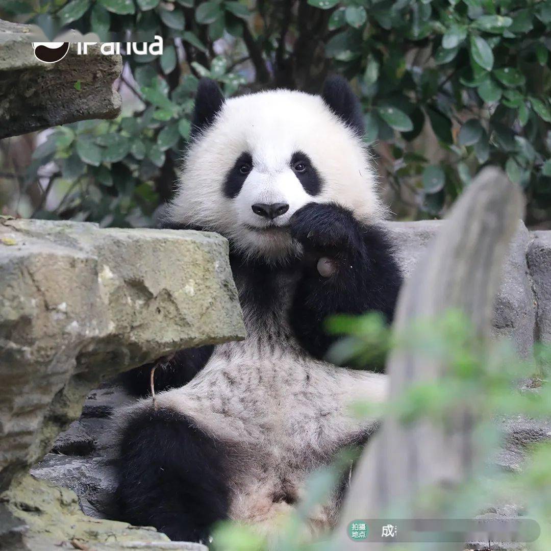熊猫血是熊猫身上的血吗 ecc25aaa22794d64946f61921e40a621.jpeg