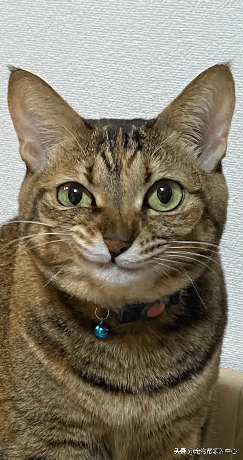 拽脸主子歪嘴坏笑挑衅猫奴:还不是要给我铲屎?