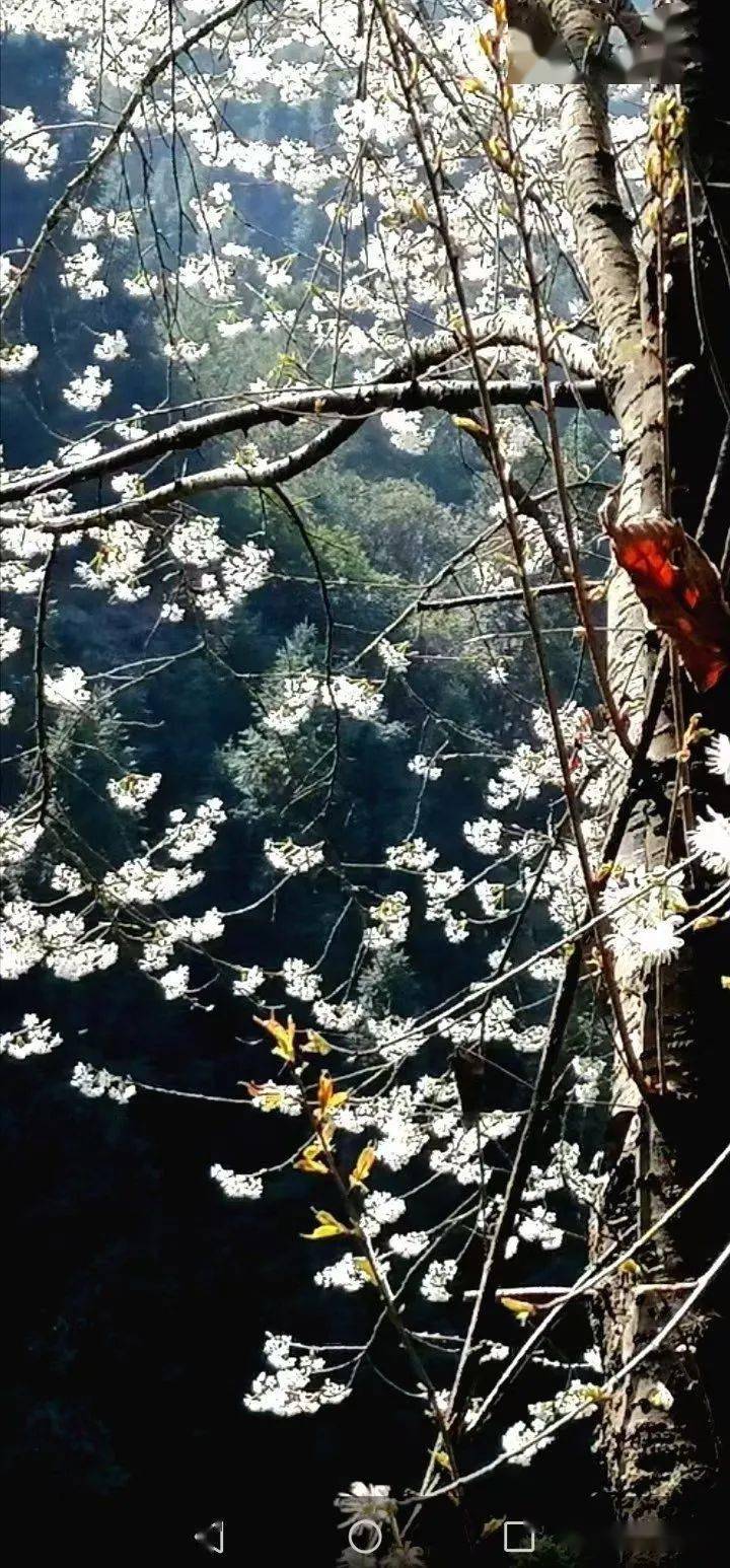 野樱花开，龙山春天到来~