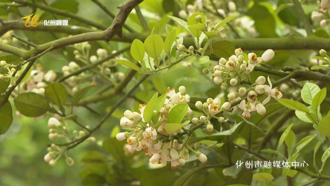 近段时间,我市各地种植的橘红树纷纷开花,春意浓郁.新 闻 提 要