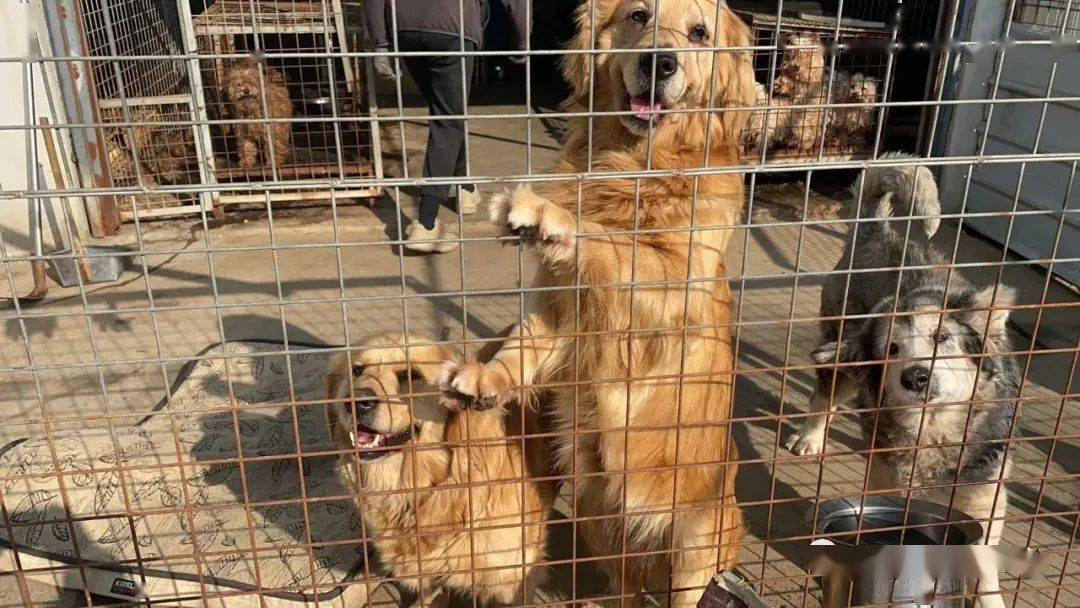 繁殖场倒闭 金毛 阿拉斯加 拉布拉多等60多只品种狗获救 急需领养和帮助 狗狗