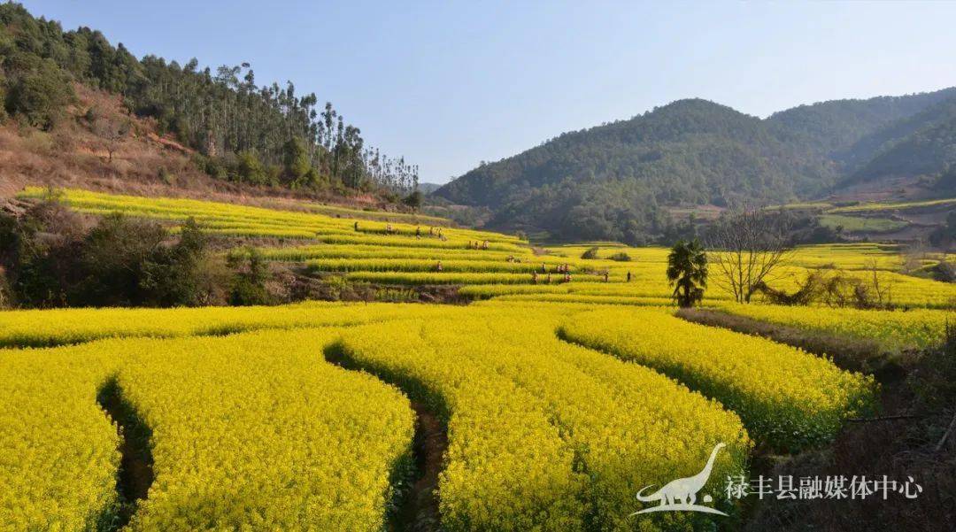 中村乡千亩油菜花香惹人醉