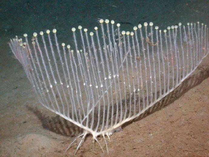 比如这个  "竖琴海绵" 别的海绵长得方方正正