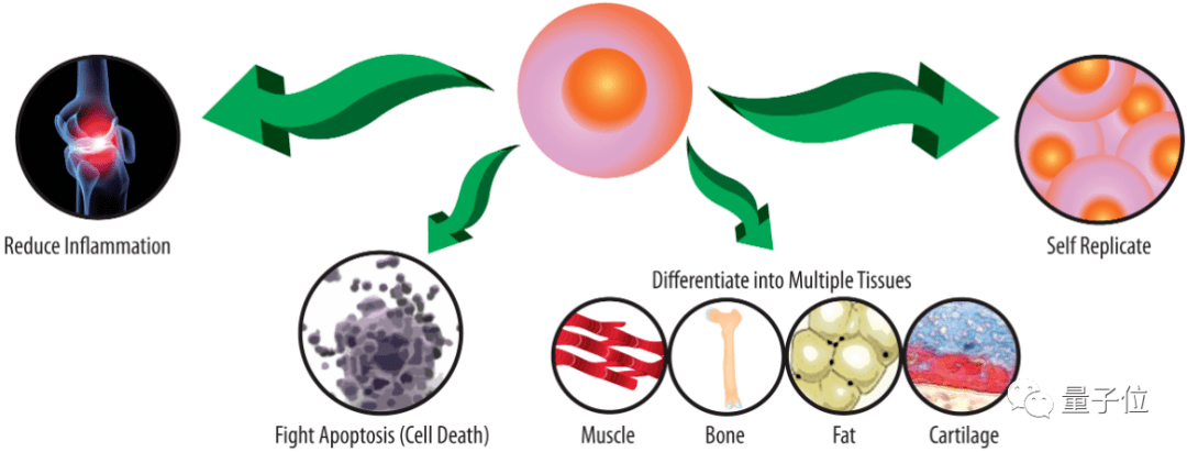 其中,造血干细胞能分化出淋巴细胞等血细胞,而骨骼干细胞则能够分化成