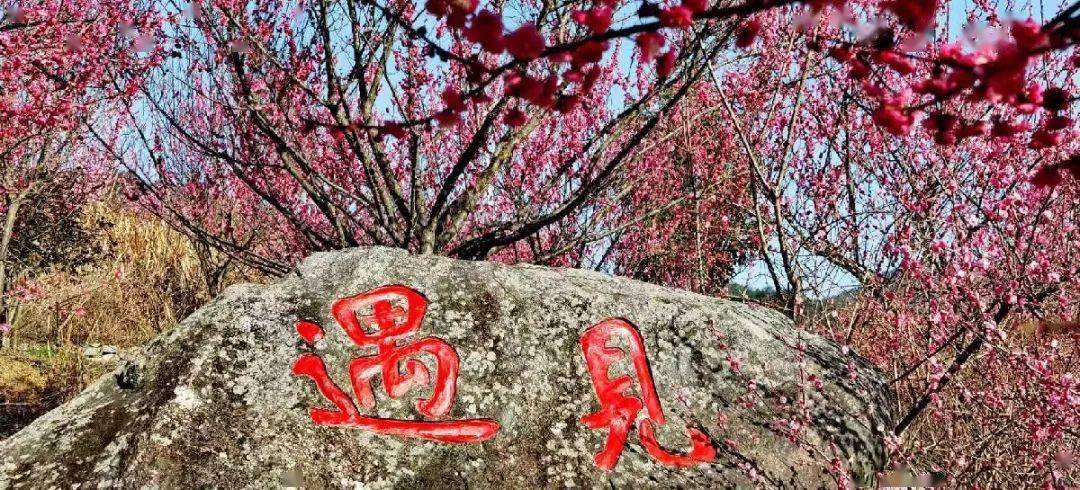 芳兰人口_如意芳兰(2)