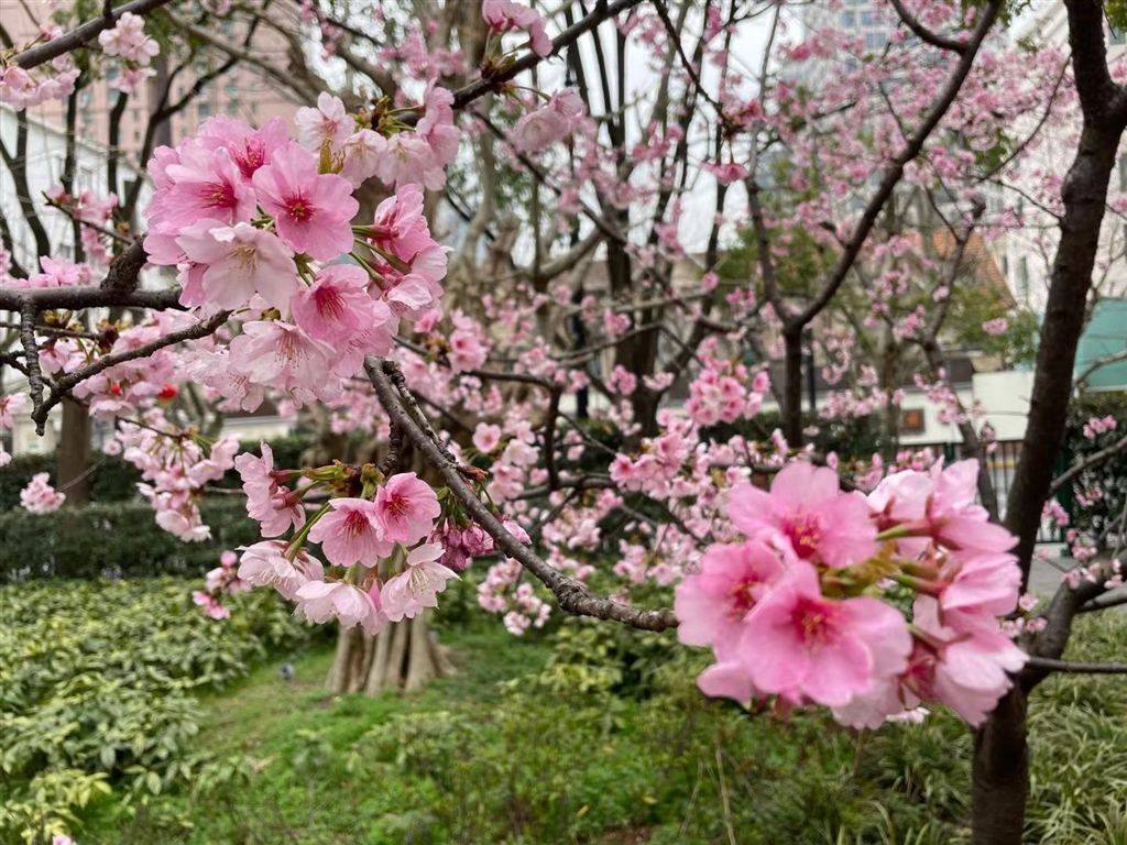 樱花季“风向标”大寒樱提前盛开 静安雕塑公园“粉色满园”梅樱齐放