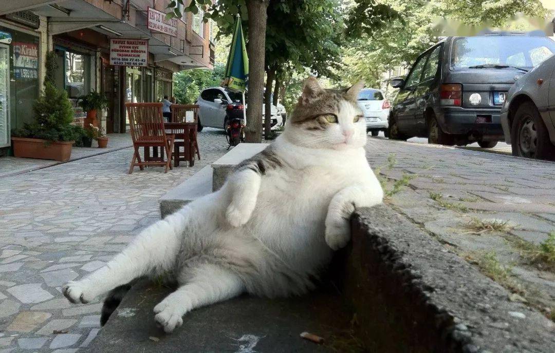 自由的猫咪图片 932d390c68914059af69c2e1536ab082.jpeg