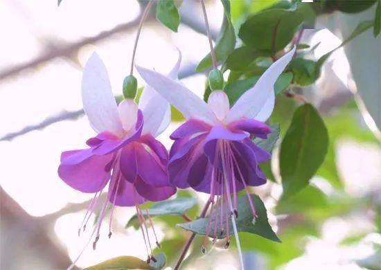 又萌又喜庆!家里有这几种灯笼花,好运临门