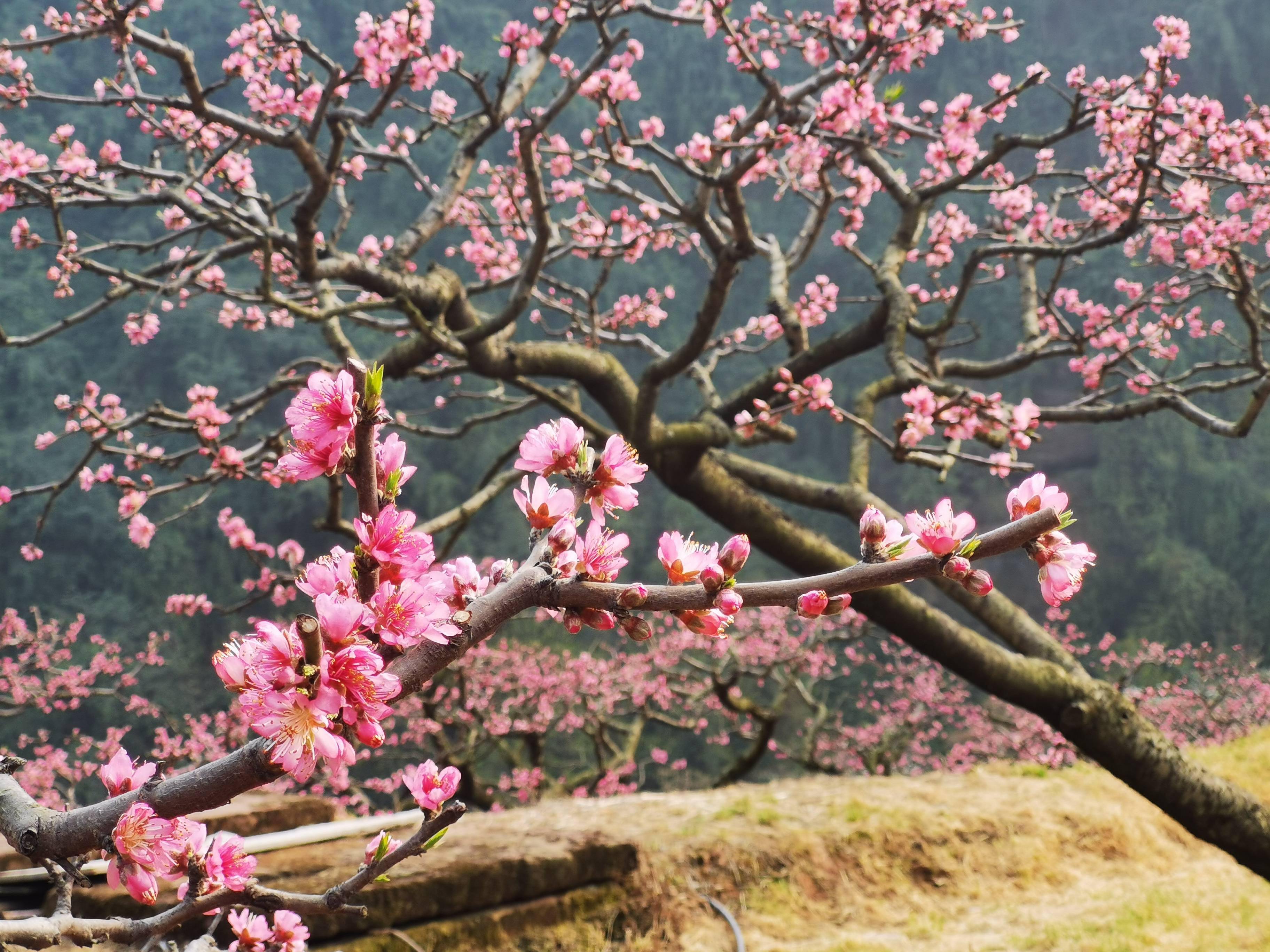 来四川眉山，游幸福古村