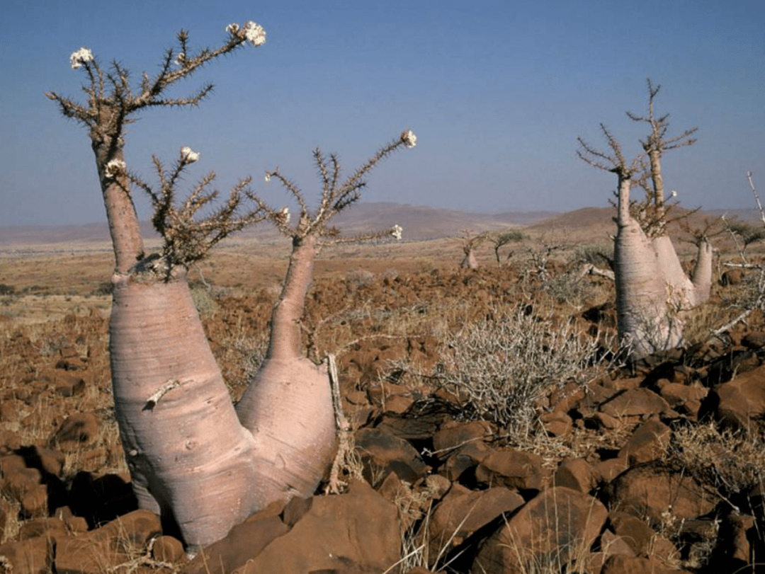 物种日历棒槌树属pachypodiumlealii利亚棒槌