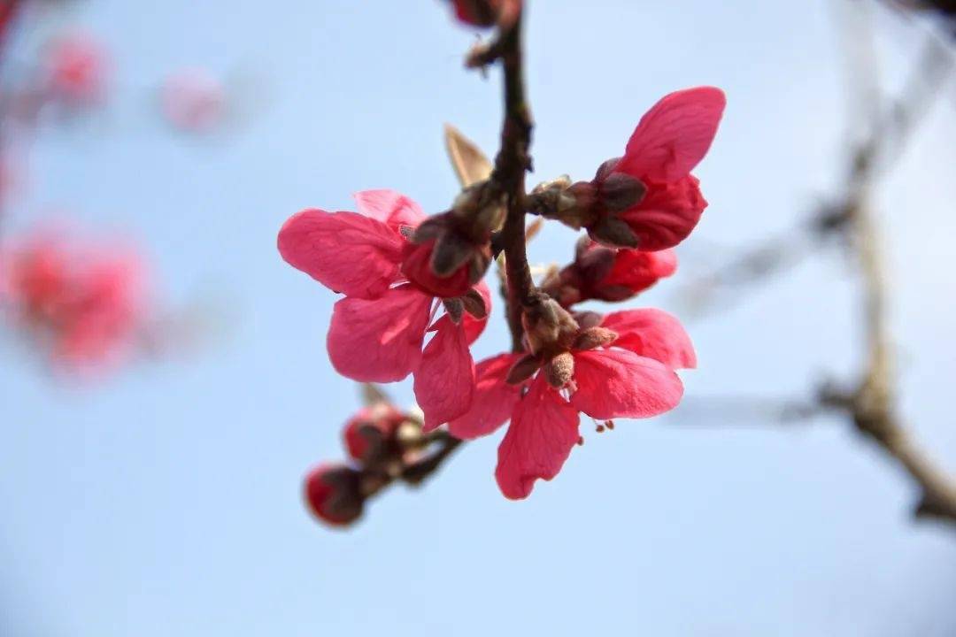 【探索】申城桃花提前初绽，预计3月上中旬进入盛花期