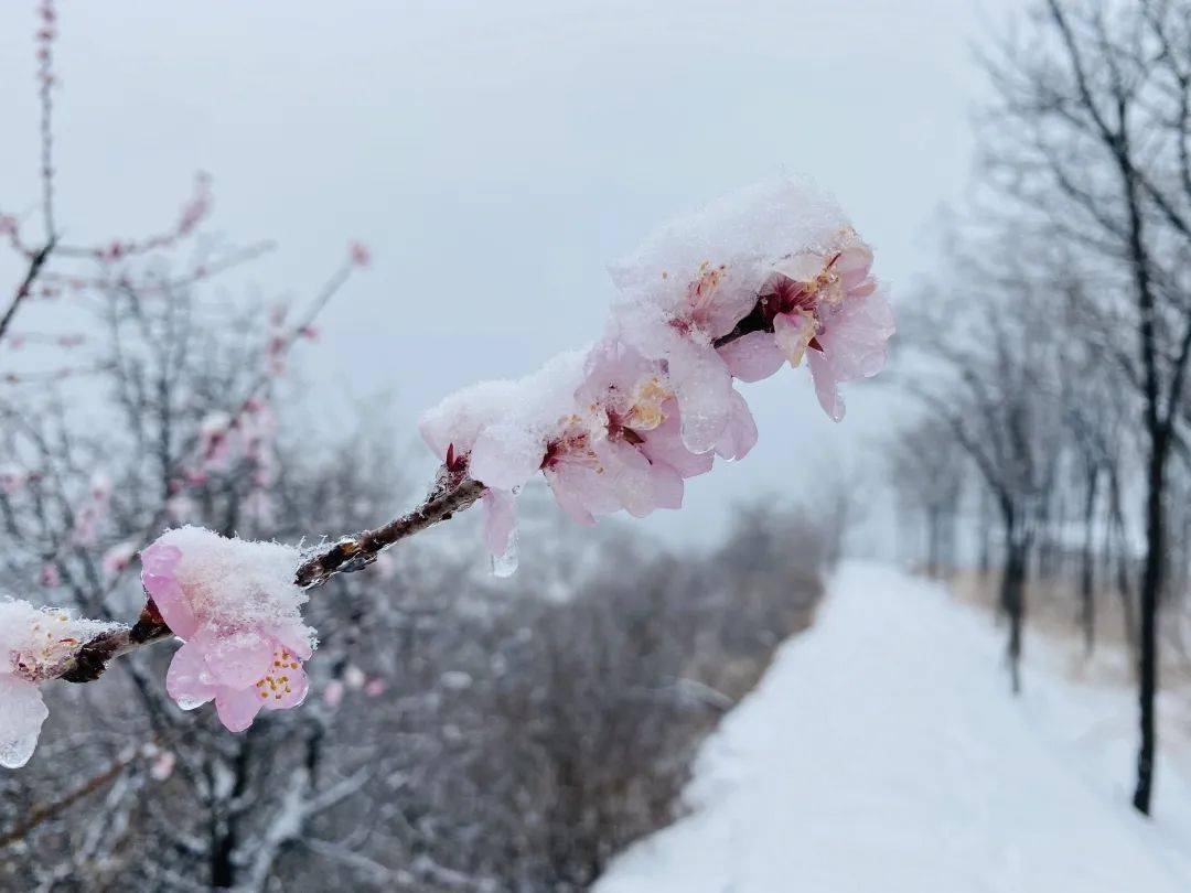 桃雪有幸,與人皆和丨龍潭大峽谷迎來牛年第一場桃花雪_景區