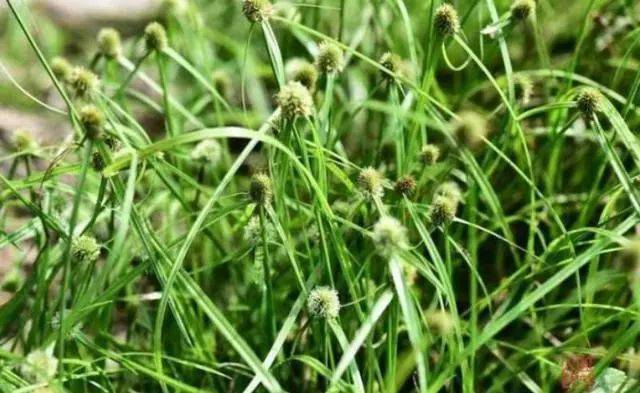 农村这种野草叫"水蜈蚣",以前总是被农民根除,现在卖18元一斤!