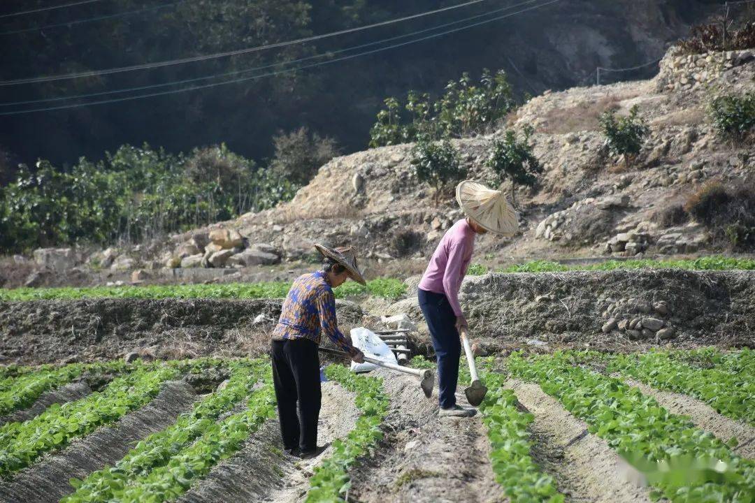 2月24日,记者在日新村的田间地头看到,成片的毛豆长势旺盛,农民朋友正